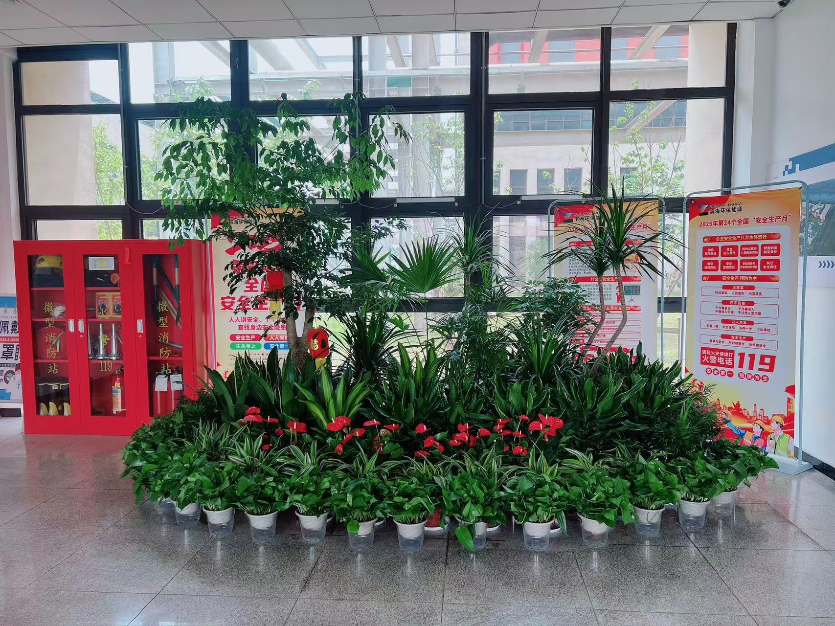 宁波海曙植物租赁专业 宁波海曙植物租赁专业